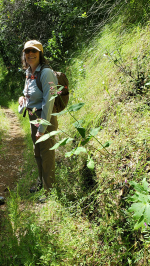 Botanist Monica Finn with Milkweed plant